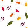 Cello Rolls Various Patterns &amp; Colors