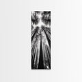 Redwood Forest, Sunlight Trees, Nature Canopy, Canvas Print, Serene Woodland Art, Cabin Wall Decor, Black and White Forest Art, Bedroom Wall Art