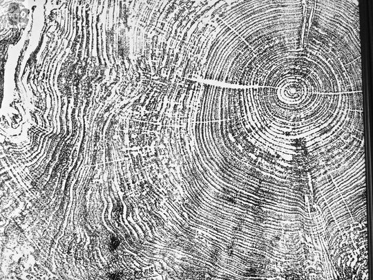 Set of 9 prints, Tree ring art, Maple Tree, Tree ring prints, Gallery wall art, Massachusetts Big Leaf Maple Tree 12x16 each prints