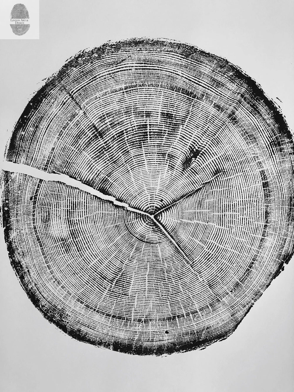 Snowbird Ski Resort, Cottonwood Canyon, Utah Douglas Fir- 24x36 print