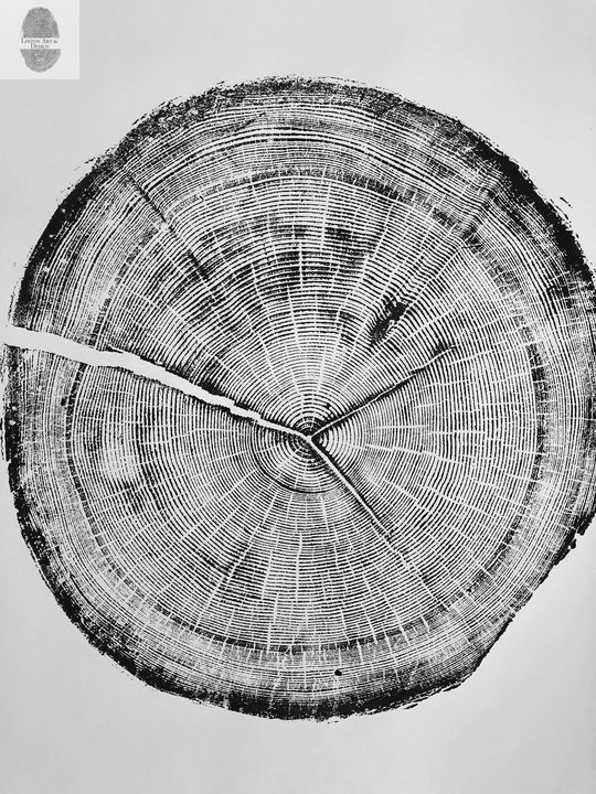 Snowbird Ski Resort, Cottonwood Canyon, Utah Douglas Fir- 24x36 print
