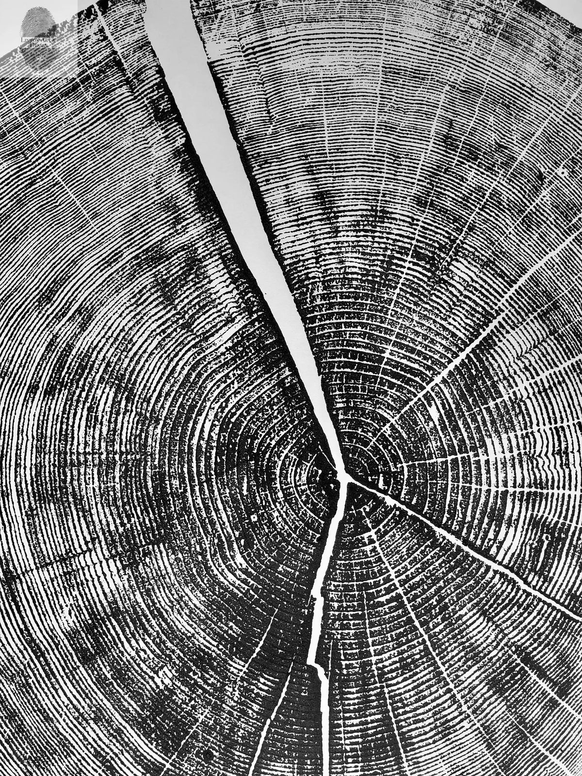 Yosemite National Park, California Pine - 36x36 print